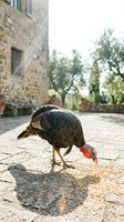 Wild turkey foraging on stone courtyard near rustic stone building and olive trees, pecking at scattered grain and seeds on ground during daytime.