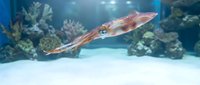 Squid swimming gracefully through coral reef aquarium with vibrant marine life and colorful corals in crystal clear blue water for educational content.
