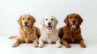 Three friendly golden retriever dogs lying down with tongues out on white background, isolated for pet care and animal design projects.