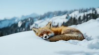 Red fox sleeping peacefully curled up in deep winter snow with mountain landscape background, showcasing natural wildlife behavior in cold environment.