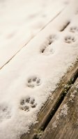 Animal paw prints in snow on wooden deck surface, showing wildlife tracks in winter season for nature and outdoor design projects.