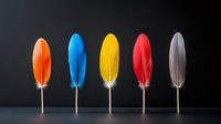 Vibrant colorful feathers arranged in a row on wooden sticks against dark background, featuring orange, blue, yellow, red and gray plumes. Minimalist artistic composition.