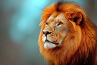 Majestic male lion with vibrant orange mane against turquoise background, displaying proud and noble expression in close-up portrait view. Perfect for wildlife and nature designs.