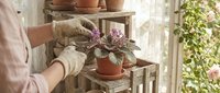 Gardener in gloves arranging potted violet flowers on wooden shelves in bright greenhouse. Spring gardening and plant care concept for home decoration.