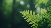 Fresh green fern fronds with delicate leaves against dark blurred forest background with bokeh lights, creating natural organic atmosphere for nature designs.