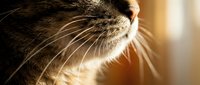 Close-up portrait of a tabby cat face with long white whiskers in warm golden sunlight, soft bokeh background, cozy home atmosphere.