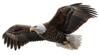 Majestic bald eagle with wings spread in flight against white background, isolated for wildlife and patriotic design projects.