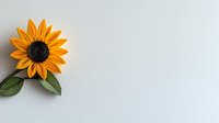 Bright yellow sunflower with green leaves on light gray background, minimalist composition with copy space for text placement and design elements.