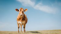 Young brown dairy cow standing alone on hilltop against blue sky with clouds. Rural farm animal portrait in natural environment showing curiosity and personality.