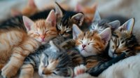 Sleeping kittens cuddled together, mix of ginger and tabby cats napping in a cozy pile, showing peaceful expressions and relaxed poses on soft bedding.