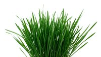 Lush green grass tuft isolated on white background, ready for design projects, web graphics, and digital compositions.