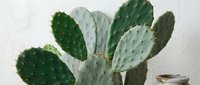 Green prickly pear cactus with flat oval pads in terracotta pot against white textured wall background for home decor and indoor gardening projects.