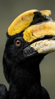 Close-up portrait of southern ground hornbill with distinctive yellow casque and black plumage showing intricate feather details and bright amber eye.