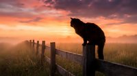 Silhouette of a fluffy black cat perched on a rustic wooden fence at dramatic sunset, misty rural meadow glowing in warm orange and pink hues.