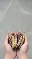Hands holding fresh heirloom bean pods in various colors including purple, cream, and green varieties against neutral background for culinary and agricultural use.