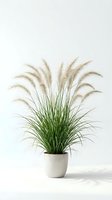 Ornamental grass plant with feathery plumes in modern white ceramic pot against clean background for home decor and interior design projects.