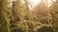 Soft golden sunlight filtering through delicate willow branches creating dreamy bokeh effect in peaceful natural garden setting during warm sunset hour.