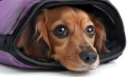 Adorable dachshund puppy with expressive eyes peeking out from purple pet carrier bag, close-up portrait of brown long-haired miniature dog looking at camera.