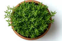 Fresh summer savory herb growing in terracotta pot, top view of aromatic culinary plant with small green leaves against white background.