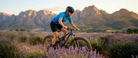 Male cyclist riding mountain bike through purple lavender field at golden hour with dramatic mountain backdrop for outdoor adventure and fitness concepts.