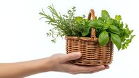 Fresh herbs in wicker basket held by hands on white background. Organic cooking ingredients including basil, rosemary, thyme and parsley for culinary use.