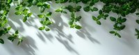 Fresh green leaves casting soft shadows on white wall, natural sunlight creating minimalist botanical composition with negative space for text.