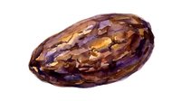 Isolated cacao pod with deep purple and golden brown coloring, split open to reveal textured surface. Suitable for food, agriculture, chocolate production, and culinary design projects.