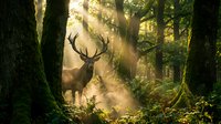 Majestic deer with large antlers standing in misty forest surrounded by tall trees and golden sunlight rays filtering through foliage.
