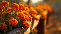 Vibrant orange marigold flowers blooming in rustic wooden planter box with warm golden sunlight creating bokeh background for autumn garden decoration.
