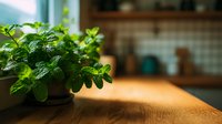 Fresh mint plant growing in pot on wooden kitchen countertop with blurred interior background, creating warm home atmosphere.
