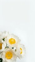 White peony flowers with bright yellow centers arranged on clean light background with copy space for text and design projects.