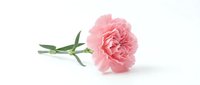 Single pink carnation flower with green stem lying on white background, isolated for greeting cards, wedding invitations and floral design projects.
