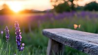 Purple lavender flowers in sunset light with rustic wooden bench in foreground, creating tranquil garden atmosphere. Golden hour nature photography with soft bokeh effect.