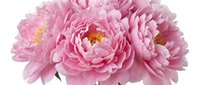 Pink peony flowers bouquet isolated on white background for wedding decoration, greeting cards, floral arrangements and spring garden design projects.