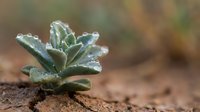 Succulent plant with frost crystals on leaves growing in sandy soil, suitable for gardening, nature, and botanical design projects.