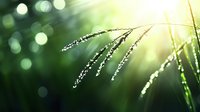 Delicate grass blades covered in morning dew drops catching sunlight with dreamy bokeh effect in green background creates serene natural macro photography.