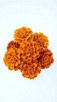 Orange marigold flowers isolated on white background for autumn decorations, botanical designs and seasonal crafts.