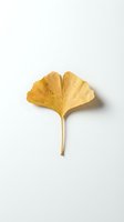Single golden ginkgo leaf isolated on white background for autumn design projects and natural botanical decorations.