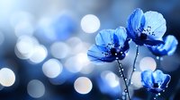 Delicate blue wildflowers with translucent petals against blurred bokeh background in soft morning light create dreamy natural macro photography composition.