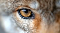 Close-up of golden amber eye of domestic dog with detailed fur texture and eyelashes showing natural canine features for pet care and animal photography.