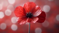 Red poppy flower with delicate petals and dark center against soft bokeh background. Suitable for spring designs, floral arrangements, nature themes, and decorative projects.
