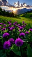 Vibrant purple thistle flowers in mountain meadow at sunset, dramatic sunburst through clouds illuminating green rolling hills and distant peaks in golden evening light.