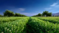 Vibrant green tea plantation rows stretching toward distant mountains under blue summer sky with scattered clouds, agricultural landscape showing neat cultivation patterns.