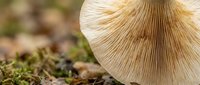 Wild mushroom with detailed gills growing in natural forest environment on mossy ground. Macro photography showcasing fungal structure and textures.