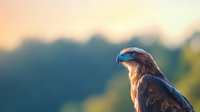 Majestic golden eagle perched against blurred natural background in warm sunset light, side view portrait showing distinctive hooked beak and proud profile.