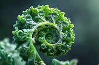 Curled green kale leaf forming spiral pattern with water droplets on dark background, showcasing natural fractal geometry in organic produce. Macro photography.