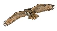 Isolated eagle owl in flight with wings spread wide, displaying detailed feather patterns and talons extended against white background, suitable for wildlife design projects and educational materials.