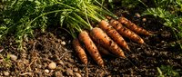 Fresh organic carrots with green tops lying on rich dark soil after harvest in vegetable garden. Natural farming and healthy eating concept for cooking recipes.