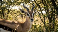 Young impala antelope with small horns standing in natural African savanna habitat with golden sunlight filtering through acacia trees during wildlife safari.