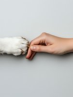 Human hand gently touching dog paw showing bond between pet and owner on neutral background for veterinary and animal care concepts.
